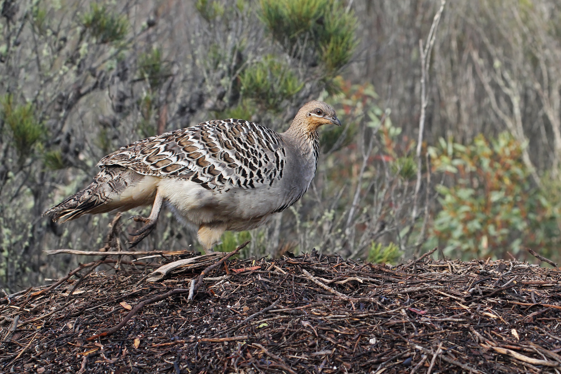 malleefowl-pick-of-the-litter-wheatbelt-natural-resource-management-inc